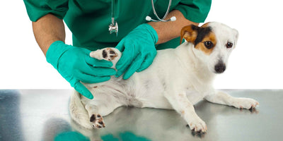 Hüftdysplasie beim Hund