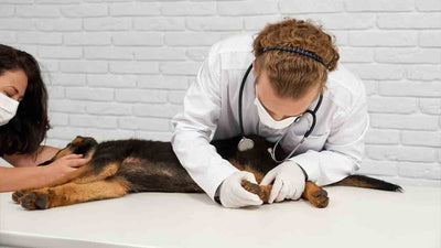 Wasserrute beim Hund: Alles, was du wissen musst