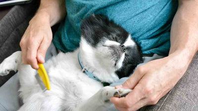 Hund haart extrem: Ursachen, Tipps und Antworten auf häufige Fragen