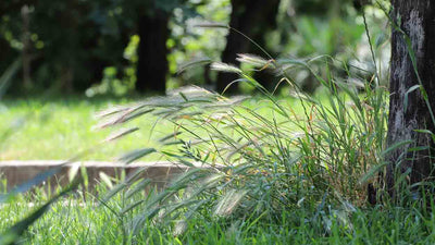 Grannen bei Hunden: Gefahren, Symptome und Hilfe