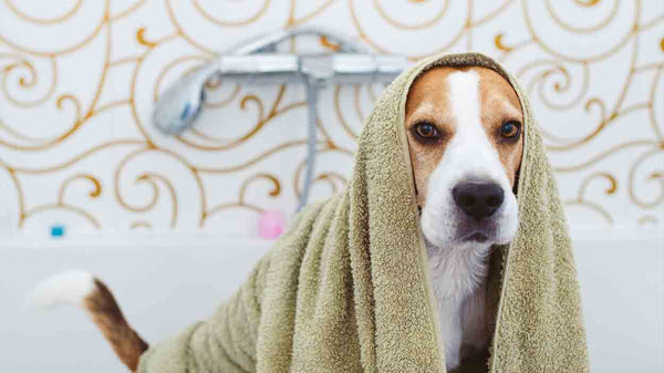 Hautpilz beim Hund: Ursachen, Symptome und Behandlung - Solli's Hundebedarf