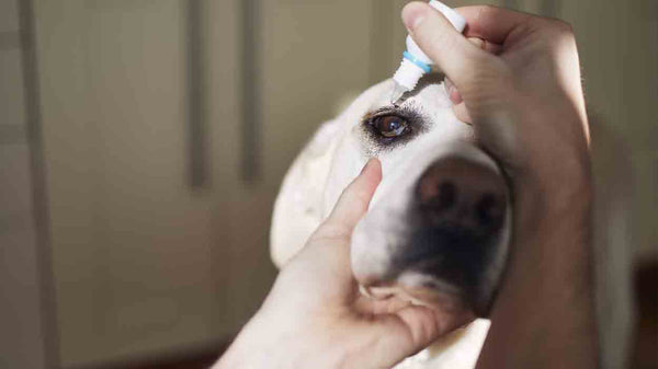 Tränende Augen beim Hund: Ursachen, Symptome und Lösungen - Solli's Hundebedarf