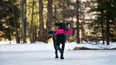 Apportieren beim Hund: So bringst du deinem Vierbeiner das Apportieren bei