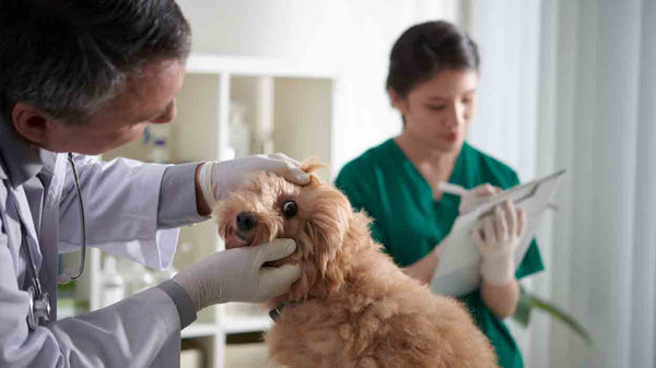 Hund rote Augen: Ursachen, Symptome und Lösungen - Solli's Hundebedarf