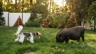 Aujeszkysche Krankheit beim Hund: Ursachen, Symptome und Behandlung