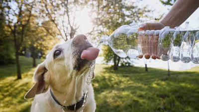 Hitzschlag beim Hund: Was Du Wissen Solltest