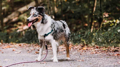 Mantrailing mit dem Hund: Ein faszinierendes Abenteuer