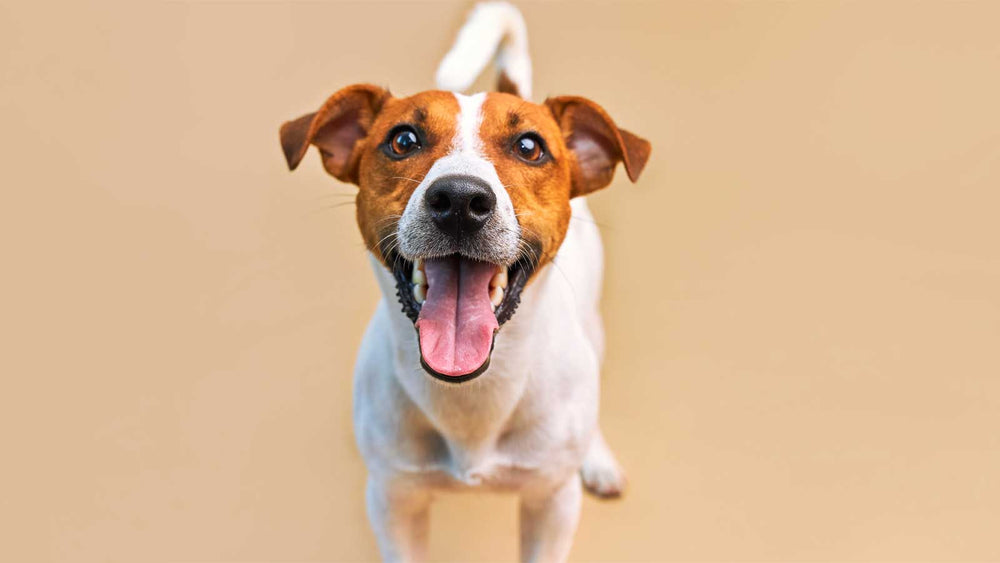 Welches Futter passt zu deinem Hund?