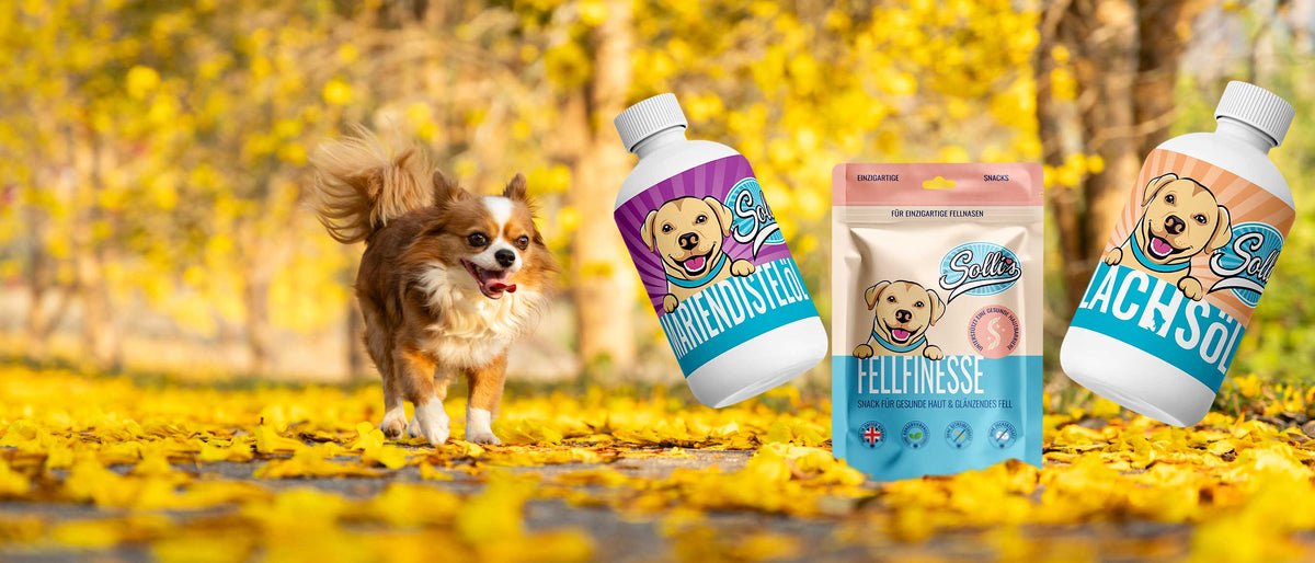Kleiner Hund im gelben Herbstlaub, daneben Mariendistelöl, Snack Fellfinesse und Lachsöl von Solli's