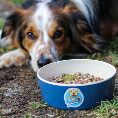 Compléter intelligemment l’alimentation de votre chien.

