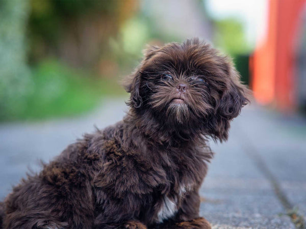Affenpinscher
