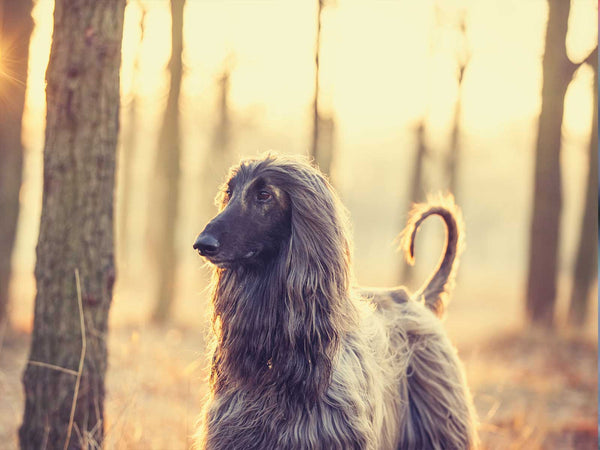 Afghanischer Windhund