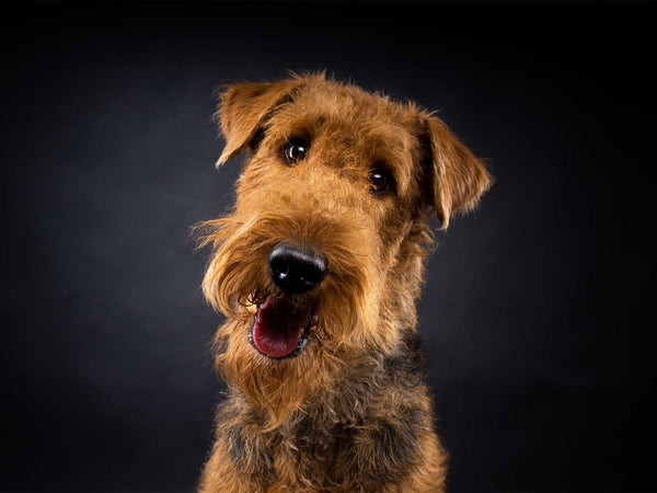 Airedale Terrier
