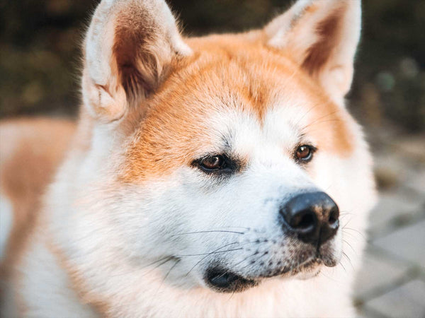 Akita Inu