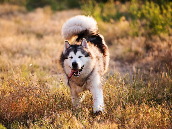 Alaskan Malamute