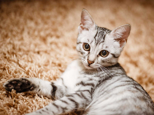 American Shorthair