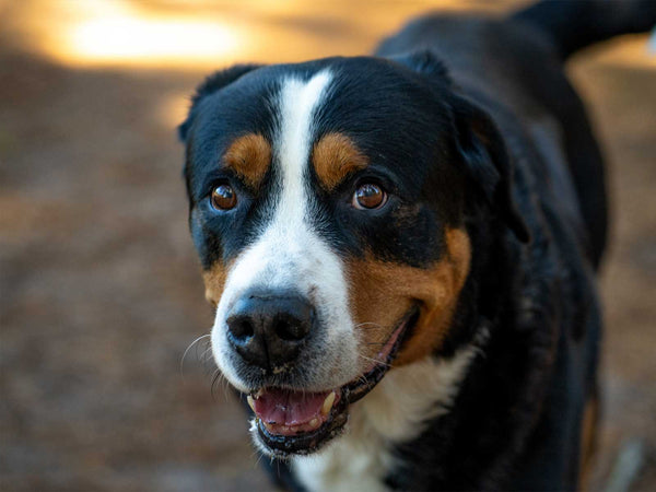 Appenzeller Sennenhund