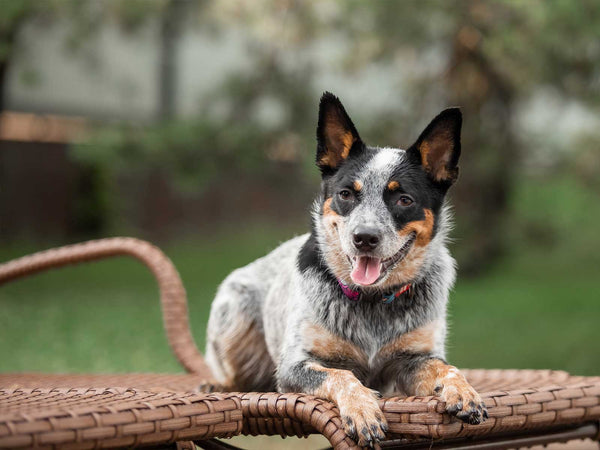 Australian Cattle Dog
