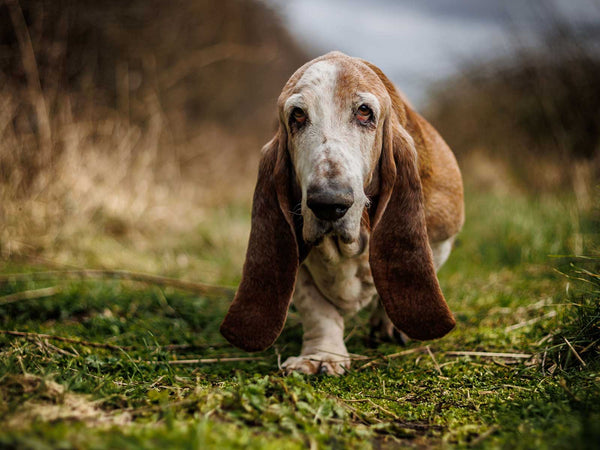 Basset Hound
