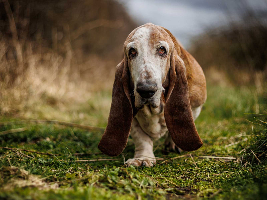 Basset Hound