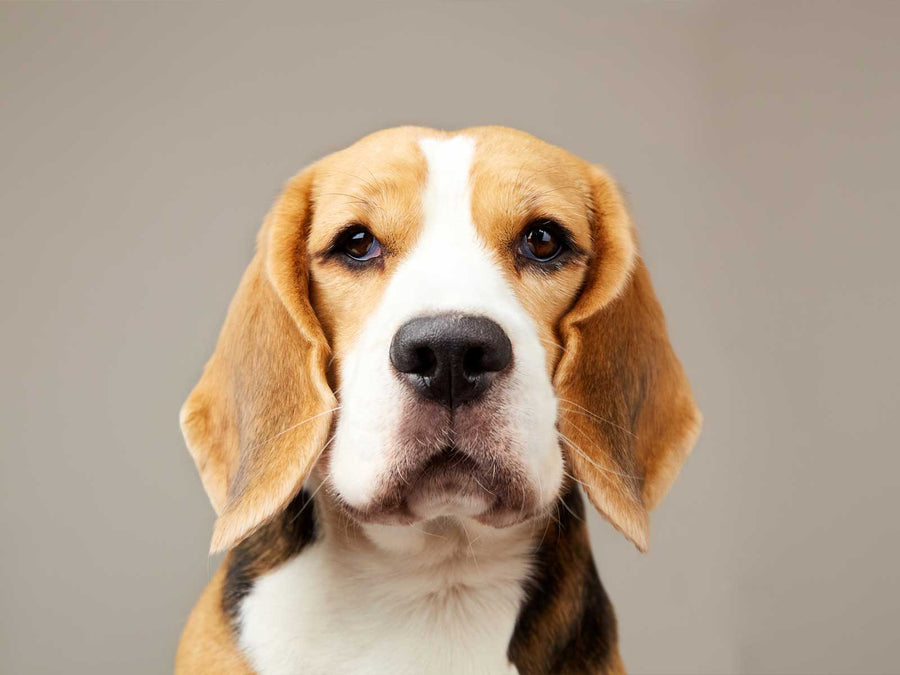 Beagle