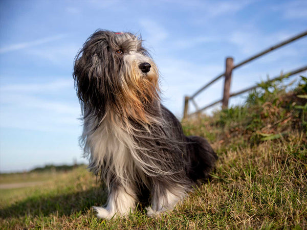 Bearded Collie