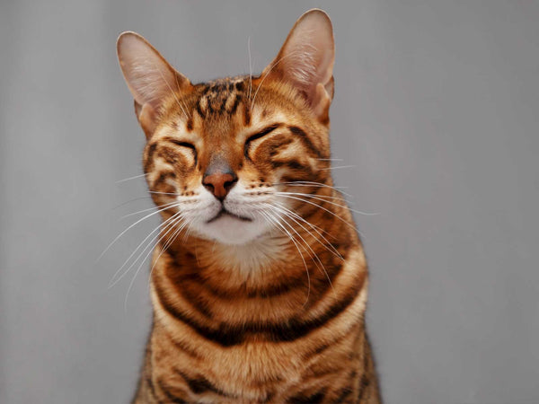 Bengal