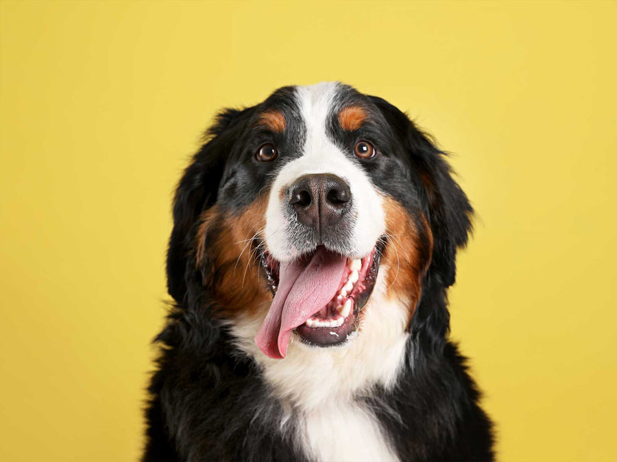 Berner Sennenhund