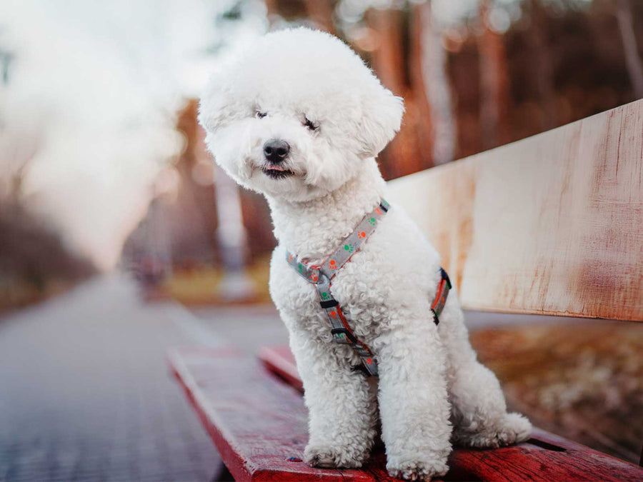 Bichon Frisé
