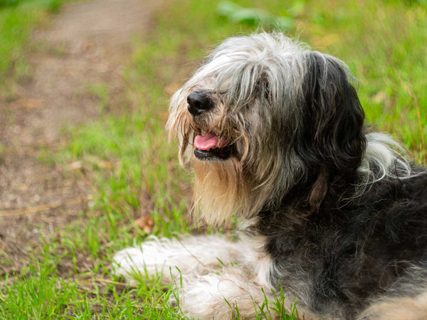 Bobtail
