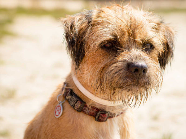 Border Terrier