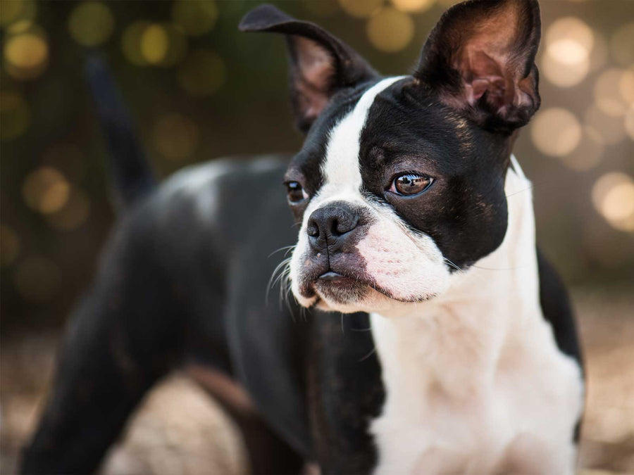 Boston Terrier