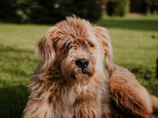 Briard