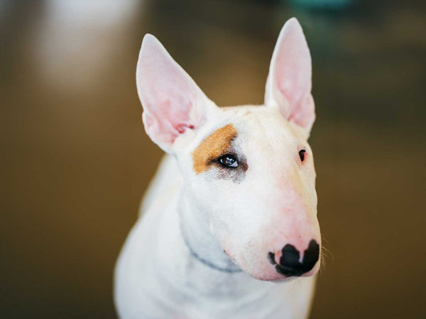 Bullterrier