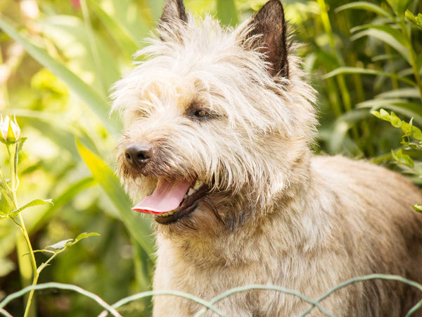 Cairn Terrier
