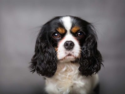 Cavalier King Charles Spaniel