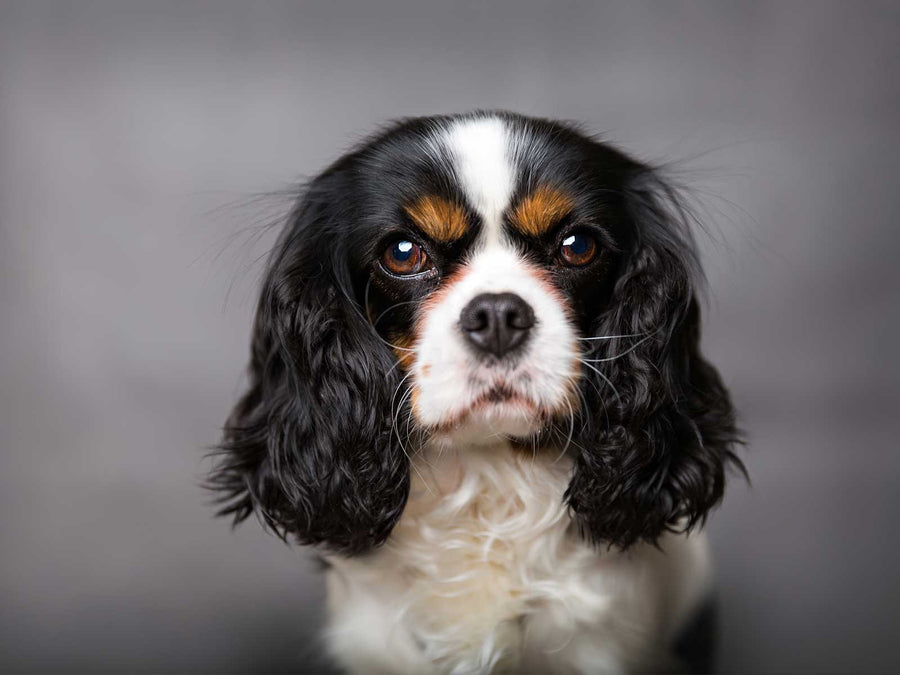 Cavalier King Charles Spaniel