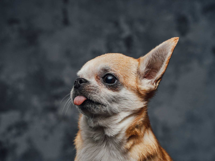 Chihuahua
