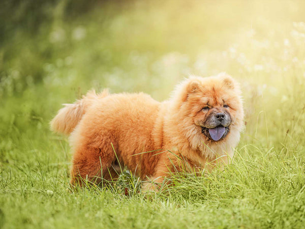 Chow Chow