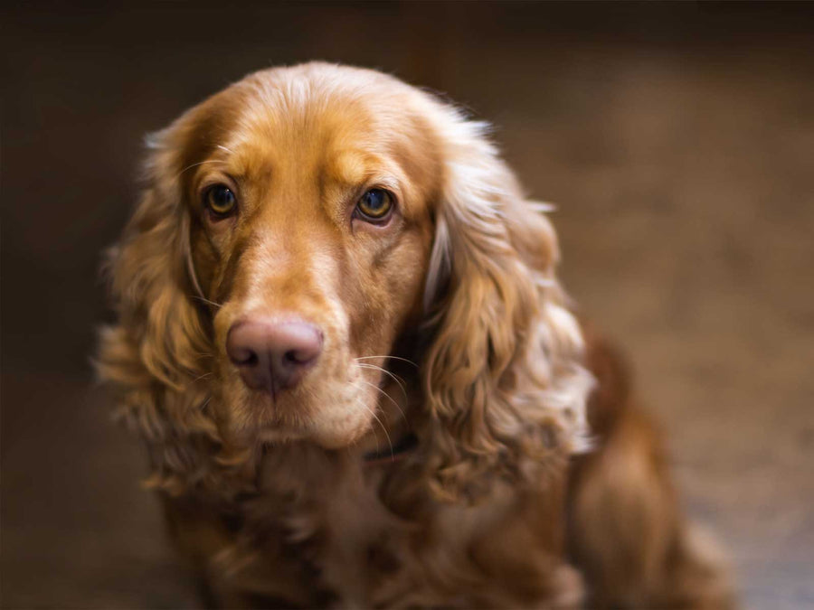 Cocker Spaniel