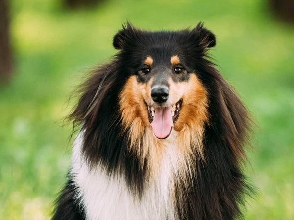 Collie