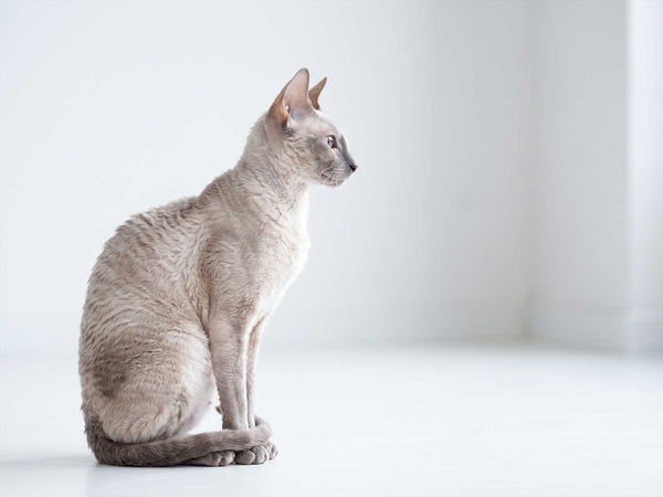Cornish Rex
