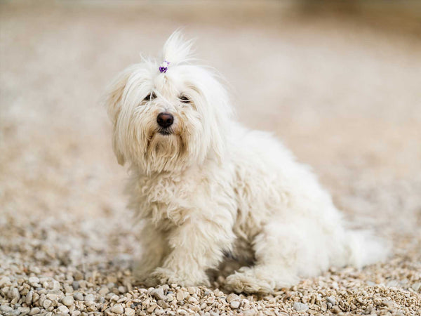 Coton de Tulear