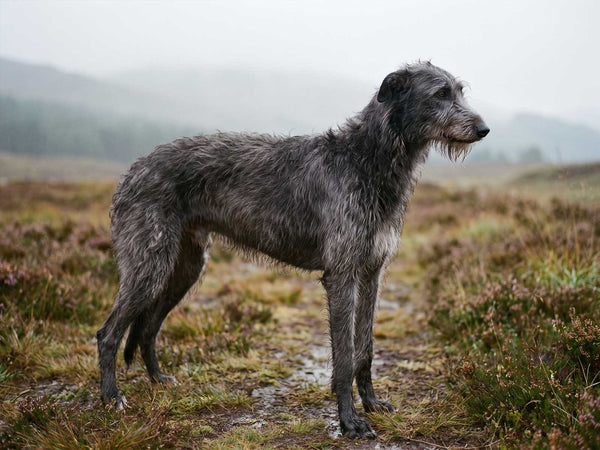 Deerhound