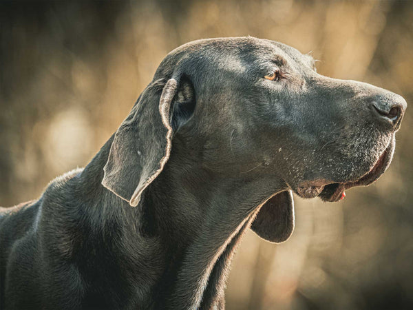 Deutsche Dogge