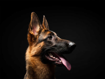Deutscher Schäferhund