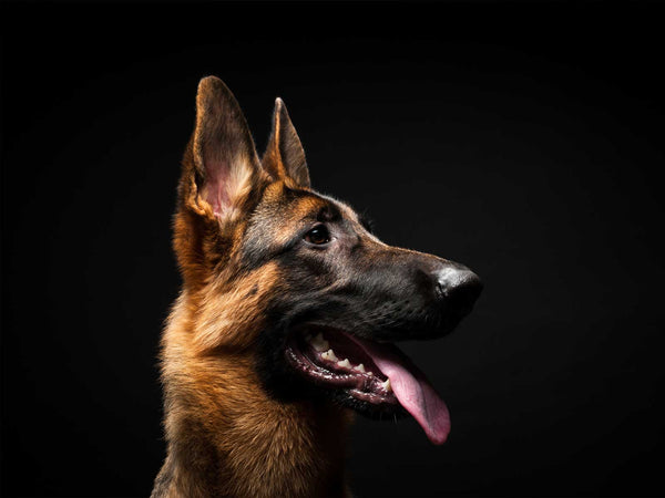 Deutscher Schäferhund