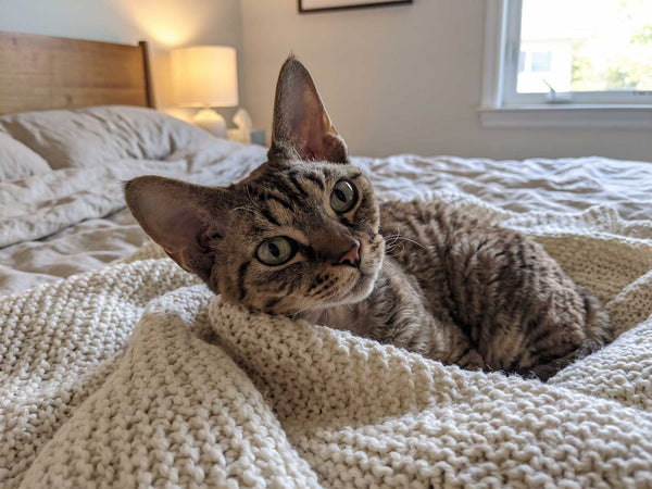 Devon Rex
