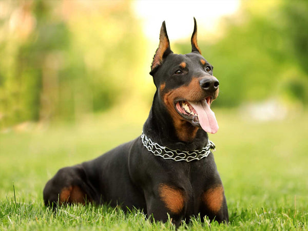 Dobermann