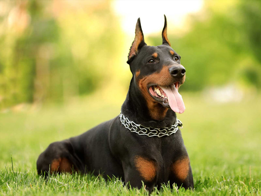 Dobermann